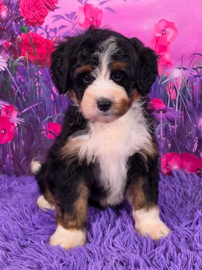 Miniature Bernedoodle