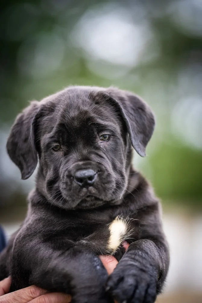 Finding the Right Boerboel Puppy