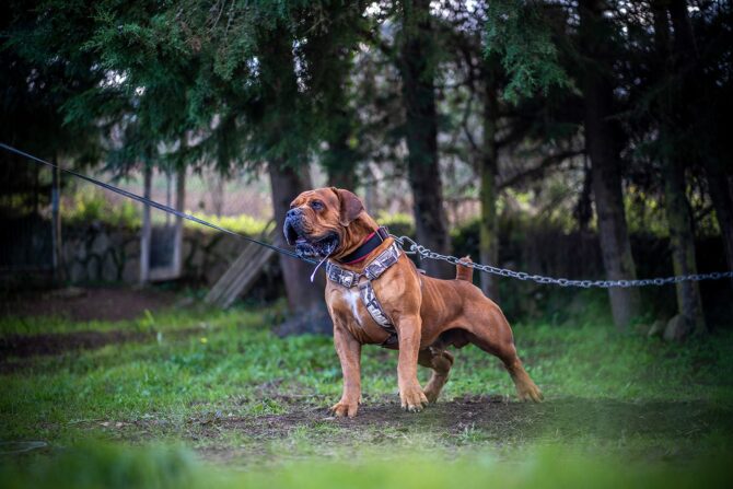 What Makes the Boerboel Different