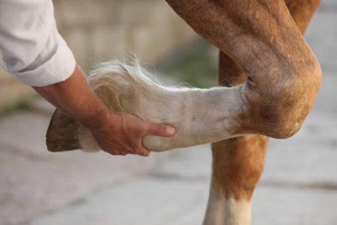 Mild Arthritis in Horses
