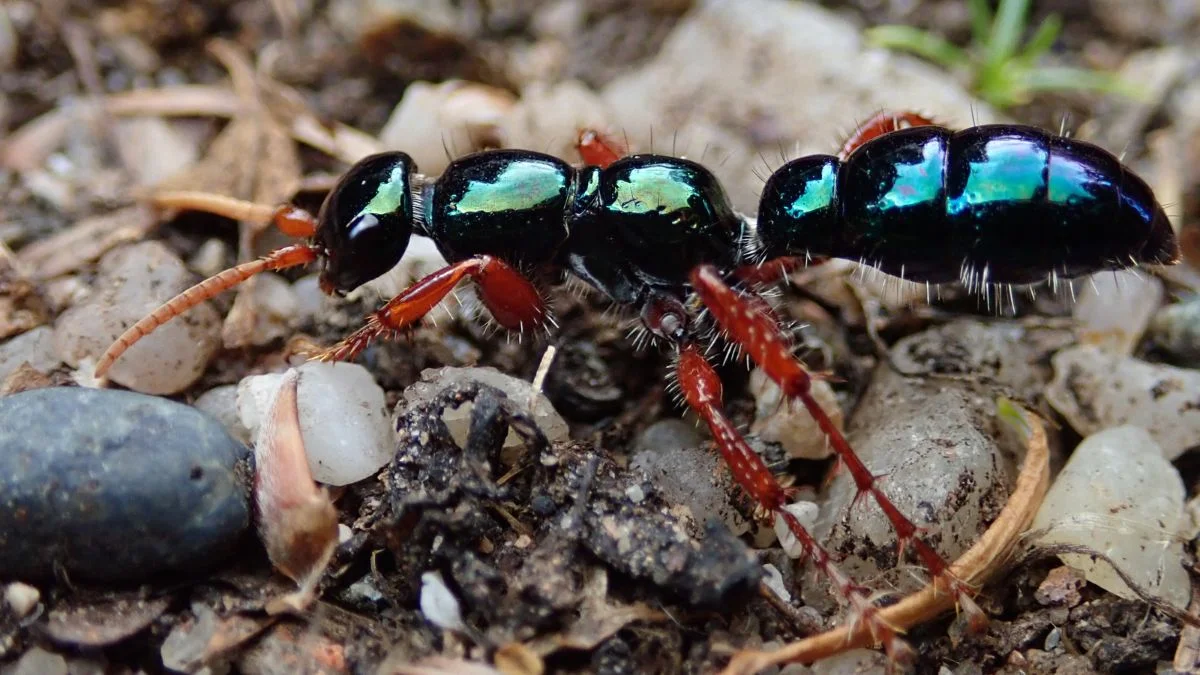 10 Intriguing Facts About Blue Ants You Should Know