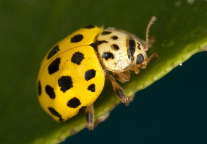 Tiny 22-Spot Ladybird (Psyllobora vigintiduopunctata) Up Close on Green Leaf