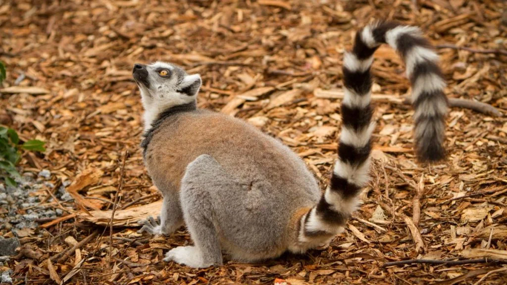 30 Animals With Long Tails (With Pictures)