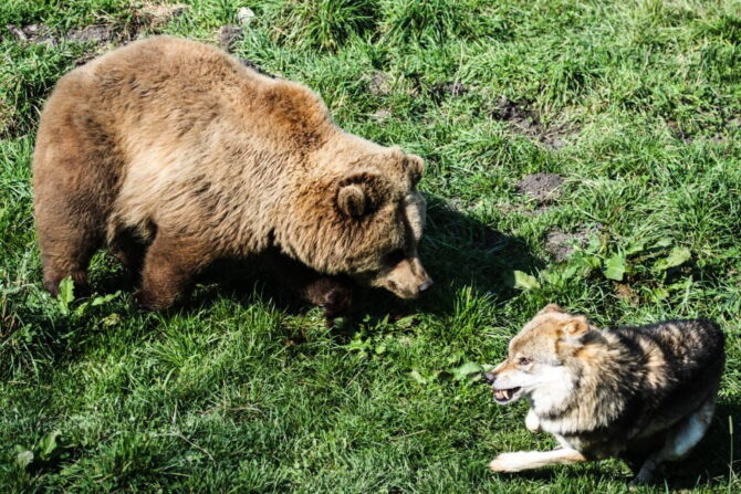 A Brown Bear and a Wolf Fighting
