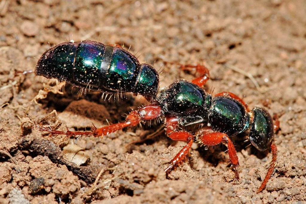 A Female Blue Ant with Metallic Blue-green Body