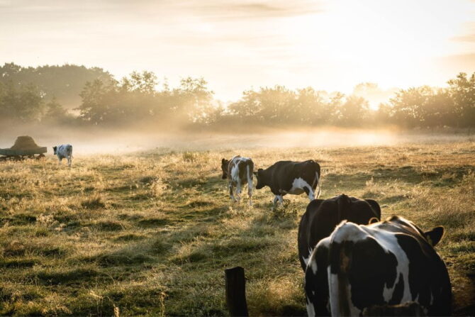 A Herd of Black and White Cattle at Grass Field at Sunset