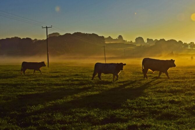 A Herd of Cattle at Sunrise