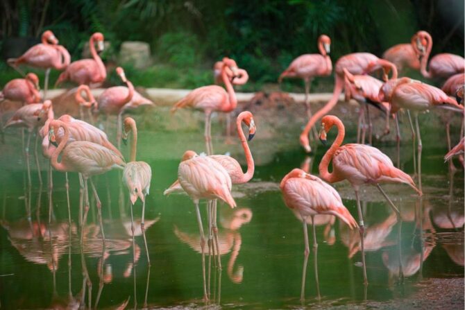 A flamboyance of Flamingos at Lake