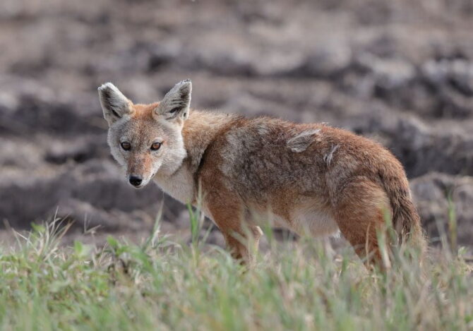 African Golden Wolf Standing Looking Aside