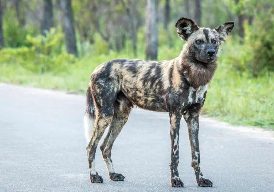 African Wild Dog Standing on Road