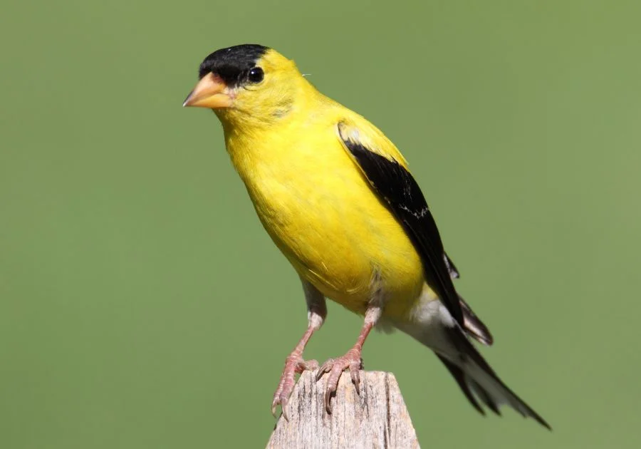 American Goldfinch (Spinus Tristis) on a fence against a green background