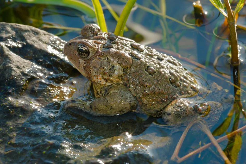 American Toad (Anaxyrus Americanus) Sitting in Shallow Water