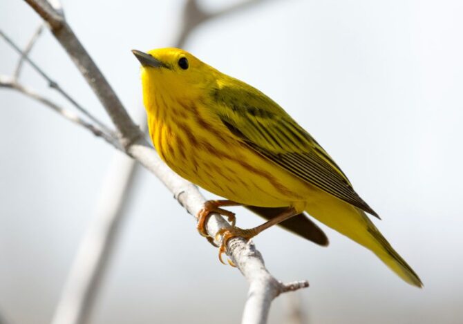 American Yellow Warbler (Setophaga petechia) on tree branch in spring time