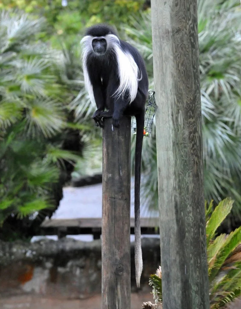 Close Up of Angolan Colobus monkey (Colobus angolensis) Sitting on Pole with Long Tail Hanging Down