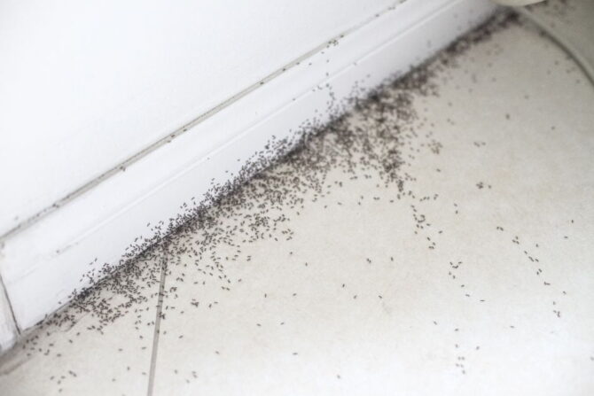 Ant Infestation in a Home