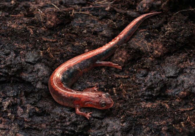 Arboreal Minute Salamander (Thorius Arboreus)