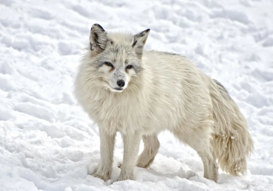 Arctic Fox Standing in Snow