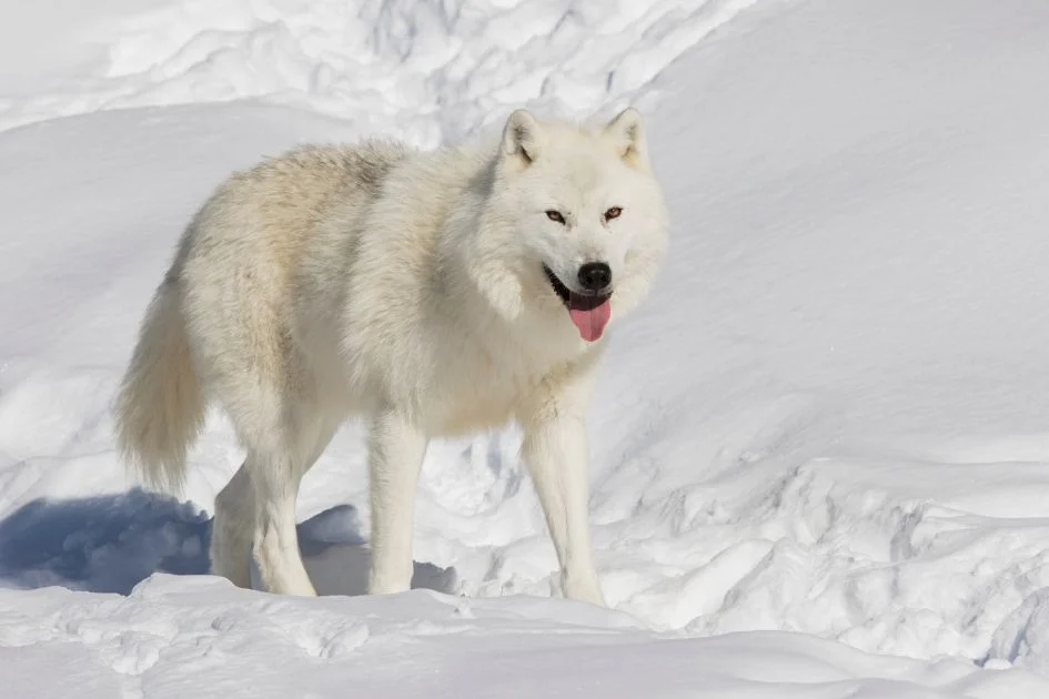 Arctic Wolf in Winter Standing on Snow