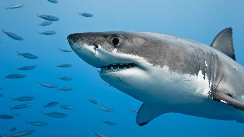 Are Sharks Mammals Or Fish Interesting Facts You Should Know