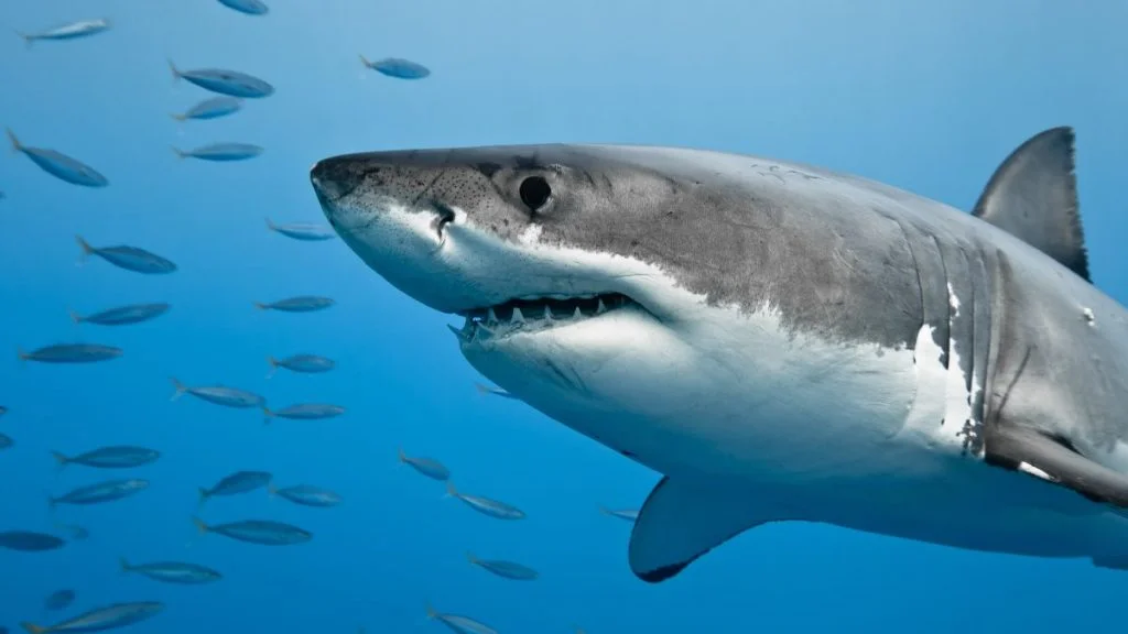 Are Sharks Mammals Or Fish Interesting Facts You Should Know
