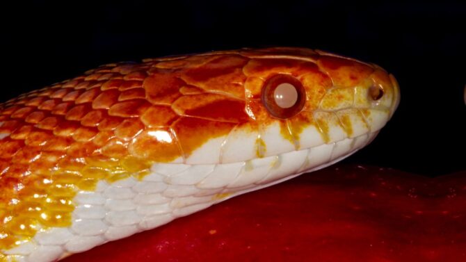 Are Snakes Blind? 8 Species Of Blind Snakes w/ Pictures