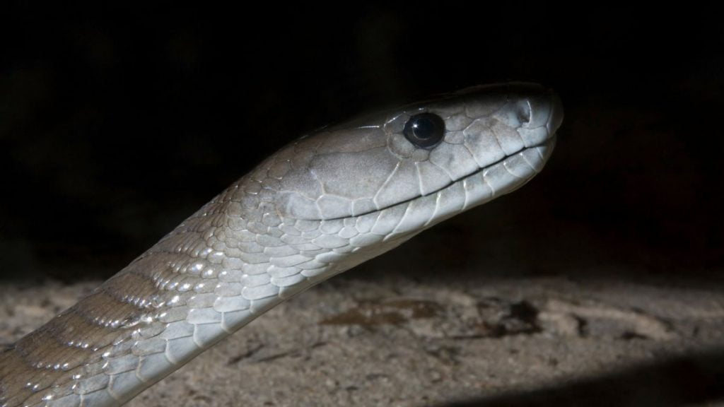 Are Snakes Nocturnal, Diurnal Or Crepuscular (Examples)