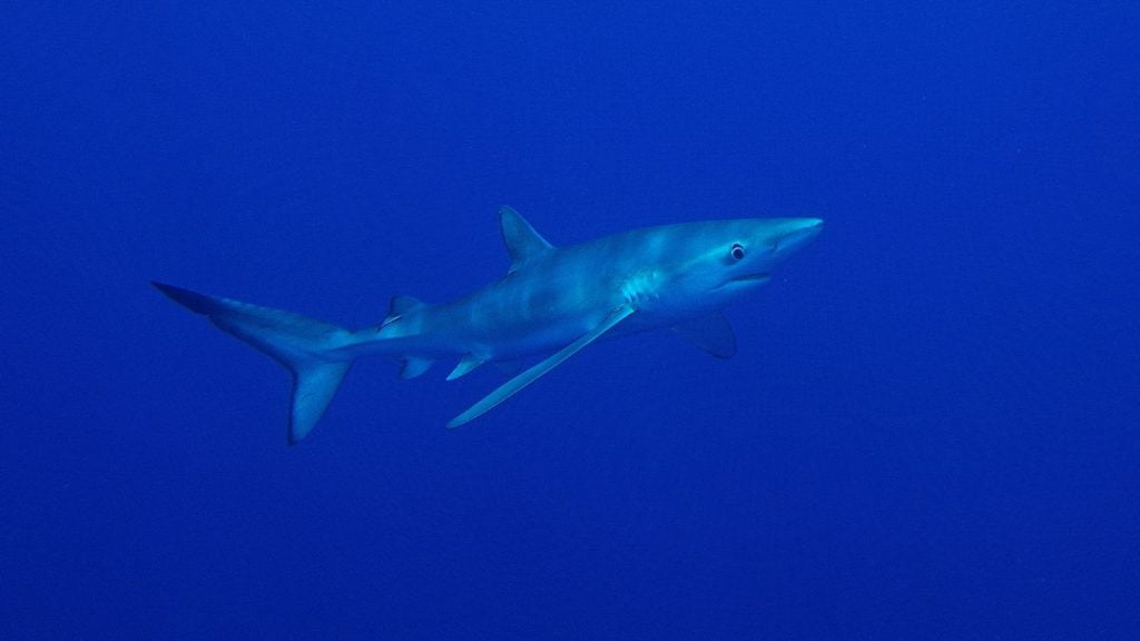 Are There Sharks In Antarctica (And Arctic Waters)