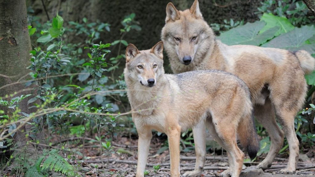 Are There Wolves In Missouri - Male and Female Gray Wolf