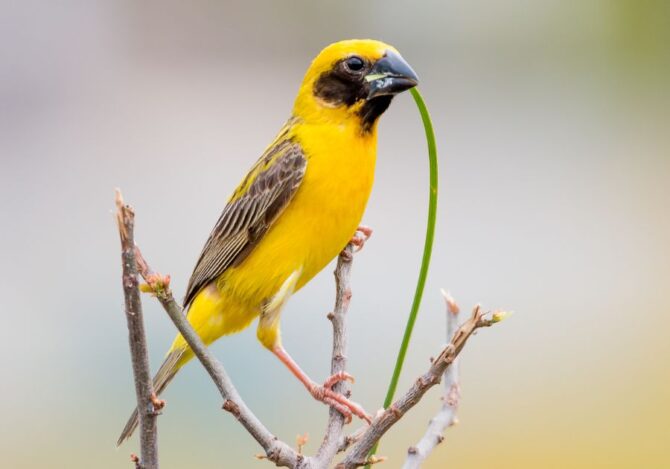 Asian Golden Weaver (Ploceus hypoxanthus) on Branch