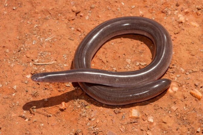 Australian Robust Blind Snake