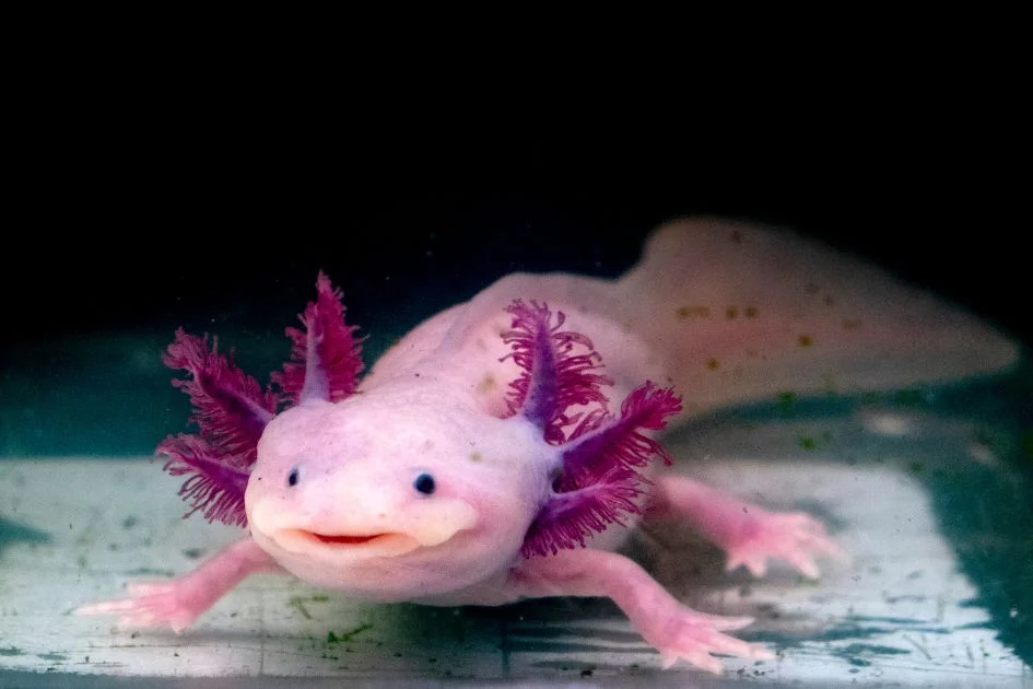 Axolotl Mexican Aquatic Salamander (Ambystoma mexicanum) Swimming underwater