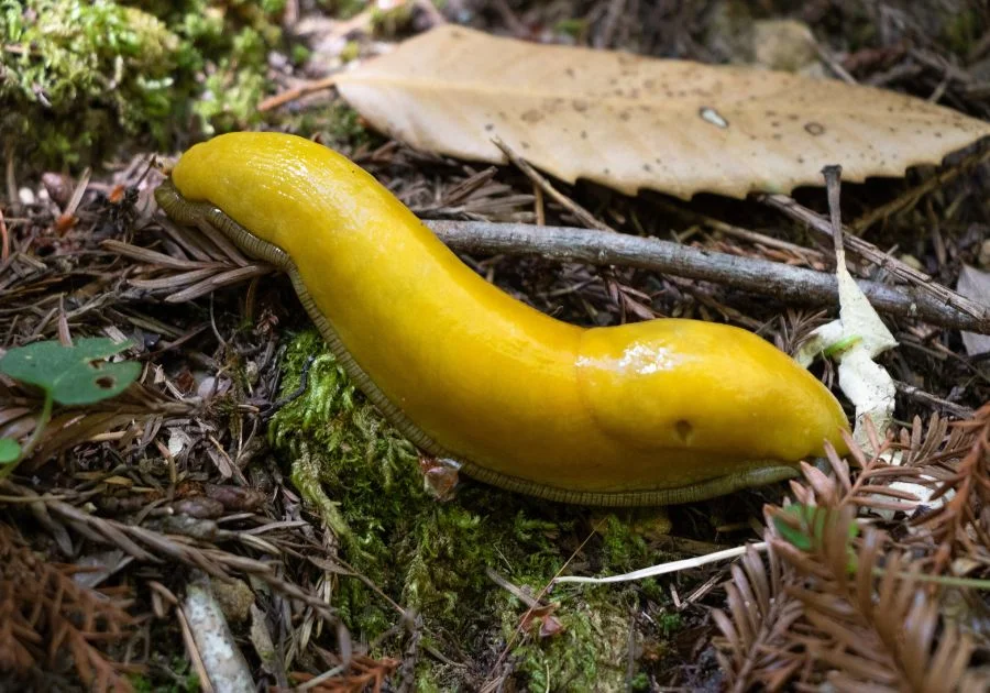 Large yellow Banana Slug (Ariolimax) sliding on forest floor
