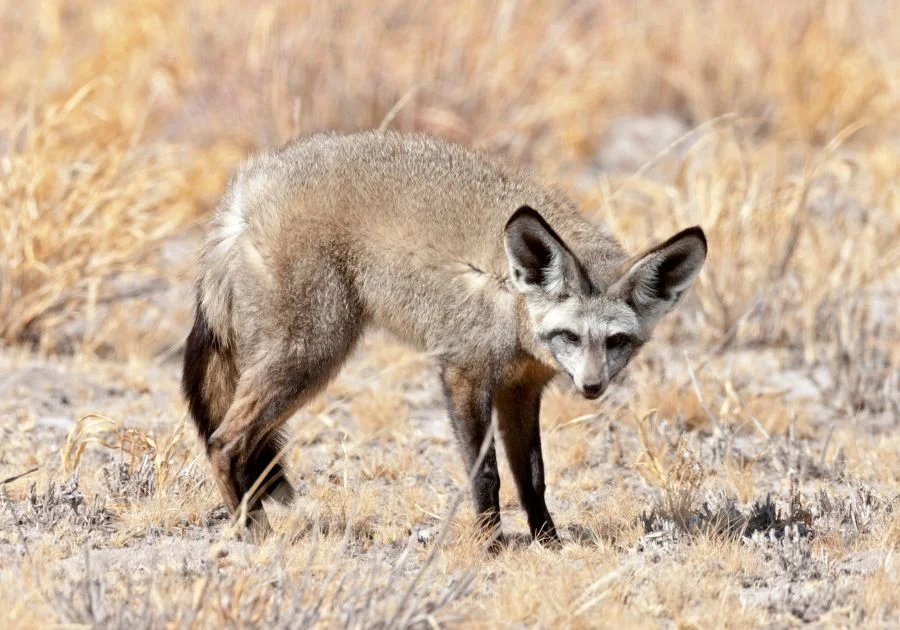 Bat-Eared Fox Standing on Dry Grass