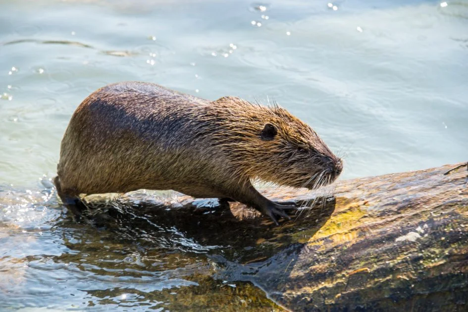 Beaver (Castor) Coming out of water