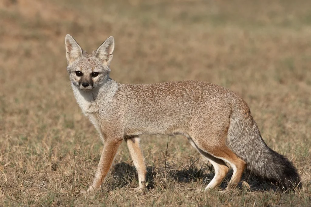 Bengal Fox (Vulpes bengalensis)