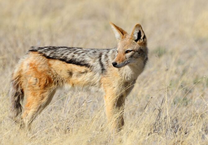Black-Backed Jackal (Canis mesomelas)