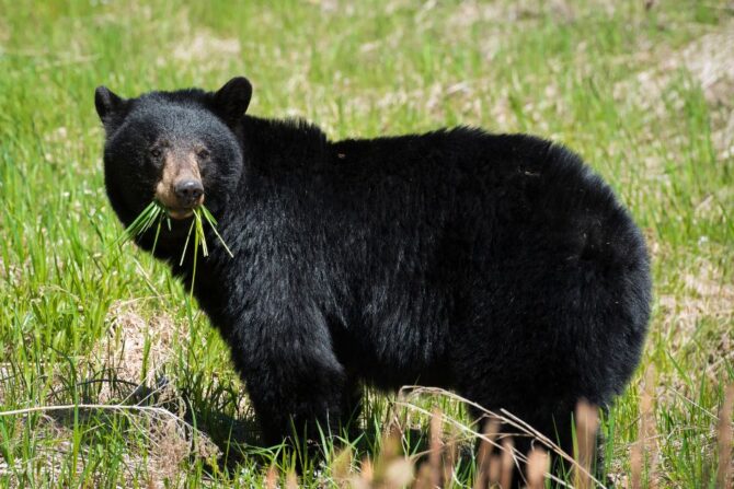 Black Bear Eating Grass