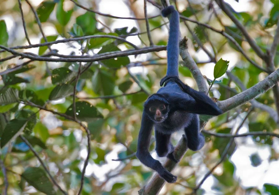 Close View of Black Spider Monkey (Ateles Paniscus) Hanging on Branch with Long Tail