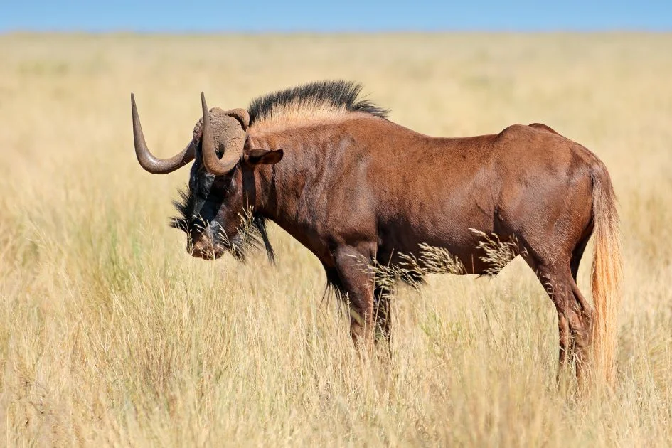 Black Wildebeest (Connochaetes gnou) Standing in the Wild