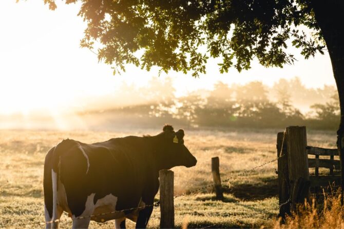 Black and White Cow in from of a Tree at Sunset