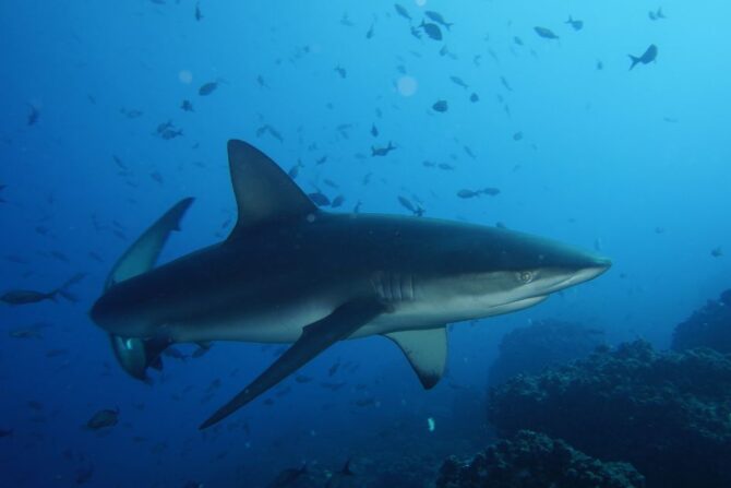 Blue Shark Underwater