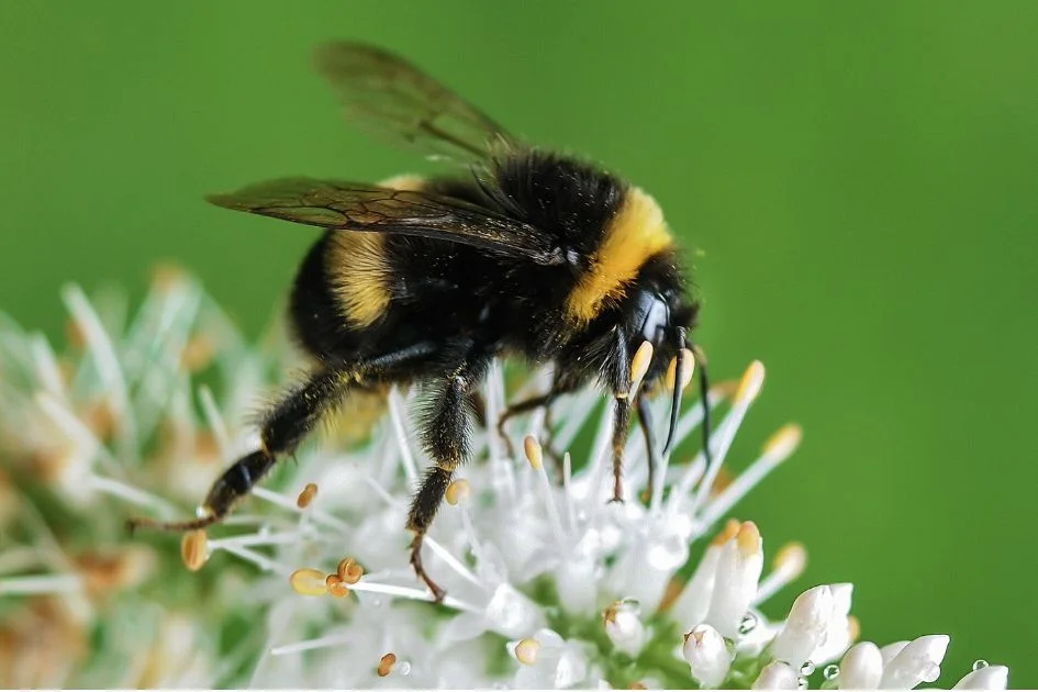 Close Up View of Bumblebee (Bombus)