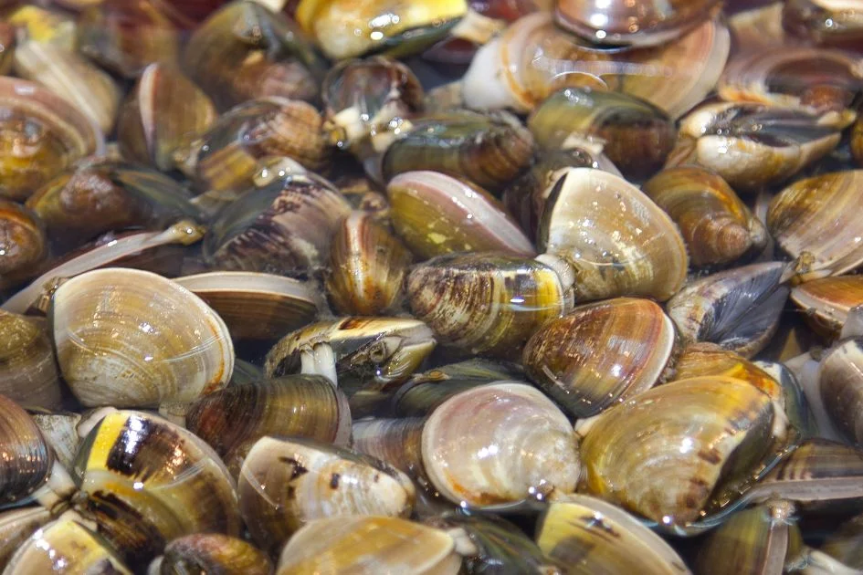 Bunch of Zebra Mussels in Shallow Water