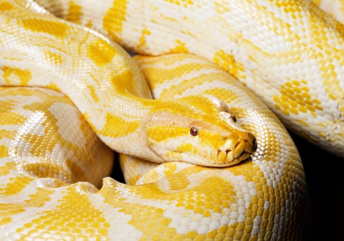 Close Up Long Burmese Python (Python Bivittatus) Curled UP