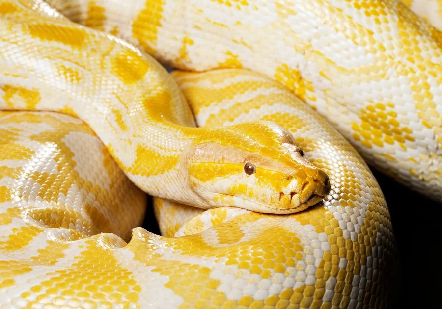 Close Up Long Burmese Python (Python Bivittatus) Curled UP