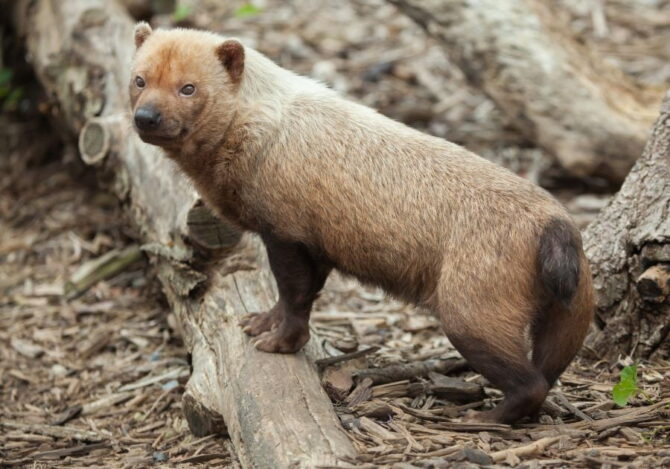 Bush Dog (Speothos venaticus)
