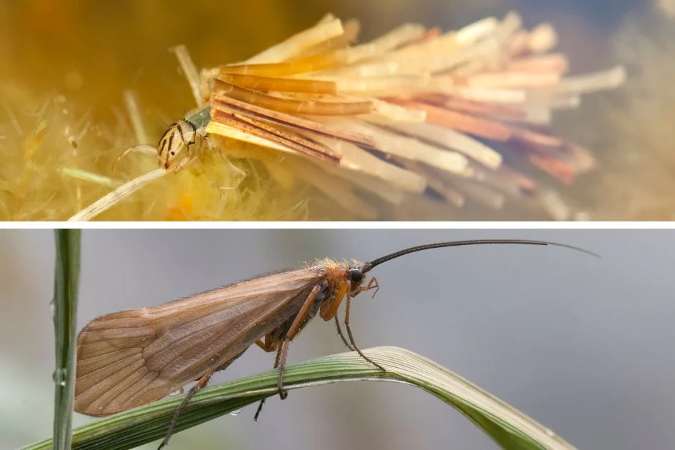 Caddisfly Larvae in Water and Terrestrial Adult Caddisfly on Grass