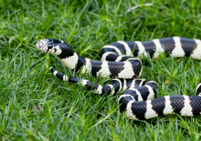 California King Snake on Green Grass