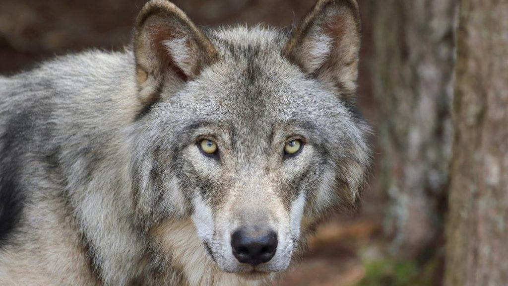 Can Wolves See Color Are Wolves Color Blind