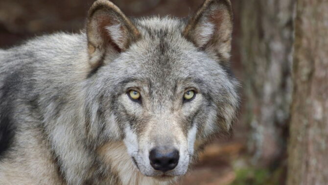 can-wolves-see-colors-are-wolves-color-blind